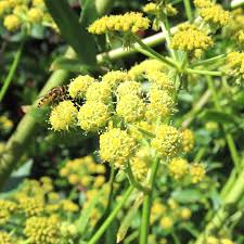 Image result for Liebstöckel