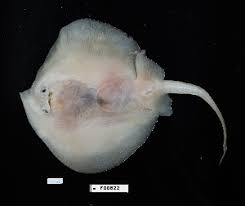 Image result for Hypanus sabinus