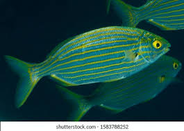 Image result for Sarpa salpa