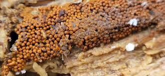 Attēlu rezultāti vaicājumam “Trichia scabra”