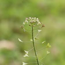 Attēlu rezultāti vaicājumam “Capsella bursa-pastoris”