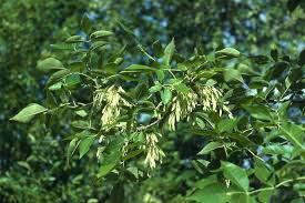 Attēlu rezultāti vaicājumam “Fraxinus pennsylvanica fruit”