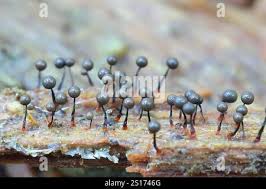 Attēlu rezultāti vaicājumam “Cribraria piriformis macro”