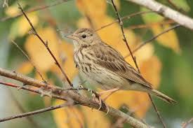 Attēlu rezultāti vaicājumam “Anthus trivialis”