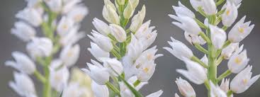 Attēlu rezultāti vaicājumam “Cephalanthera longifolia”
