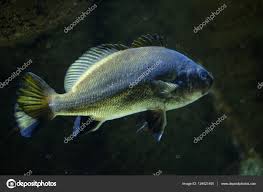 Image result for Argyrosomus regius
