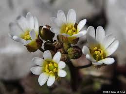 Attēlu rezultāti vaicājumam “Erophila verna flower”