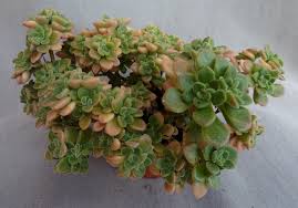 Image result for Aichryson