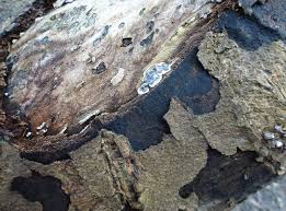 Attēlu rezultāti vaicājumam “Kretzschmaria deusta”