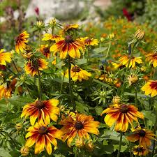 Image result for Rudbeckia