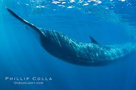 Image result for Balaenoptera physalus