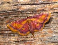 Attēlu rezultāti vaicājumam “Idaea muricata”