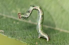 Attēlu rezultāti vaicājumam “Cyclophora pendularia”