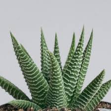 Image result for Haworthia
