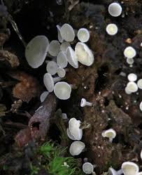 Attēlu rezultāti vaicājumam “Lachnum corticale”