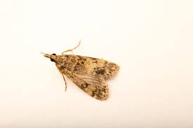 Attēlu rezultāti vaicājumam “Eudonia lacustrata”