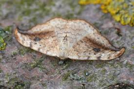 Attēlu rezultāti vaicājumam “Drepana falcataria”