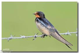 Attēlu rezultāti vaicājumam “Hirundo rustica adult”