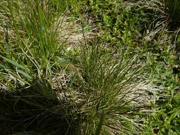 Attēlu rezultāti vaicājumam “Nardus stricta”