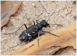 Attēlu rezultāti vaicājumam “Cicindela sylvatica”