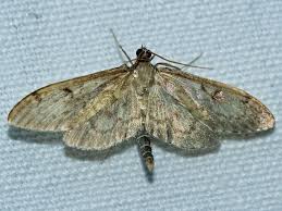 Attēlu rezultāti vaicājumam “Anania lancealis”