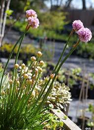 Attēlu rezultāti vaicājumam “Armeria vulgaris leaf”