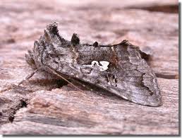 Attēlu rezultāti vaicājumam “Syngrapha interrogationis”