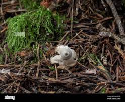 Attēlu rezultāti vaicājumam “Geastrum quadrifidum”