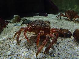 Image result for Maja brachydactyla