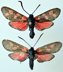 Attēlu rezultāti vaicājumam “Zygaena filipendulae”