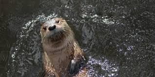 Image result for Eltham Otters