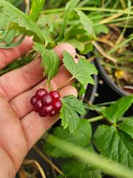 Attēlu rezultāti vaicājumam “Rubus arcticus”