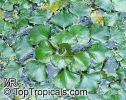 Attēlu rezultāti vaicājumam “Trapaceae”