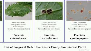 Attēlu rezultāti vaicājumam “Pucciniales”