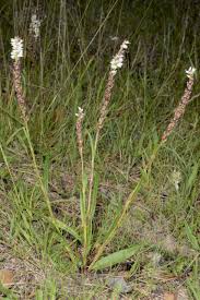 Attēlu rezultāti vaicājumam “Bistorta vivipara”