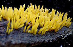 Attēlu rezultāti vaicājumam “Calocera cornea”