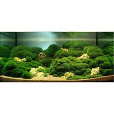 Imagini pentru Cladophora aegagropila