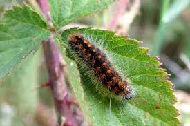 Attēlu rezultāti vaicājumam “Acronicta auricoma larva”