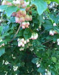 Attēlu rezultāti vaicājumam “Enkianthus campanulatus flower”