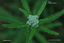 Attēlu rezultāti vaicājumam “Achillea millefolium bud”