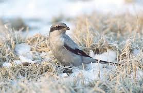 Attēlu rezultāti vaicājumam “Lanius excubitor”