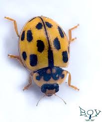 Attēlu rezultāti vaicājumam “Propylea quatuordecimpunctata”