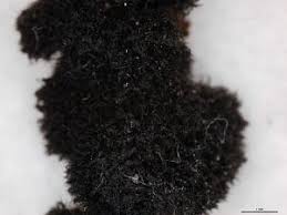 Attēlu rezultāti vaicājumam “Cystocoleus ebeneus”