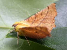 Attēlu rezultāti vaicājumam “Ennomos alniaria”