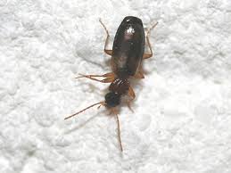 Attēlu rezultāti vaicājumam “Calodromius spilotus”