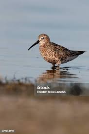 Attēlu rezultāti vaicājumam “Calidris ferruginea”