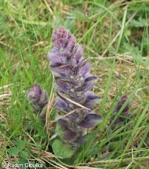 Attēlu rezultāti vaicājumam “Ajuga pyramidalis leaf”