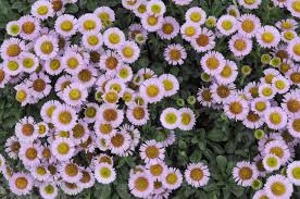 Image result for Bellis perennis