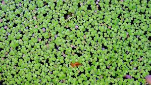 Attēlu rezultāti vaicājumam “Lemnaceae”