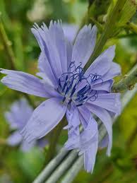 Attēlu rezultāti vaicājumam “Cichorium intybus flower”